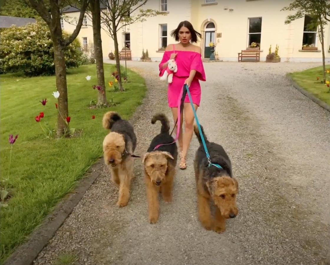 Clone Country House Aughrim Kültér fotó Airedale Terriers