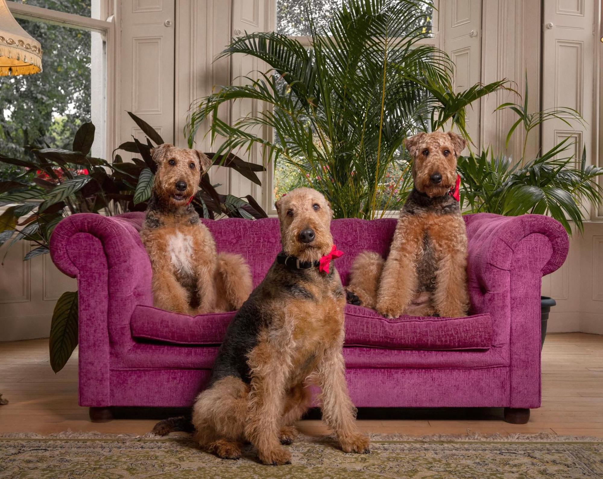 Clone Country House Aughrim Kültér fotó Airedale Terriers