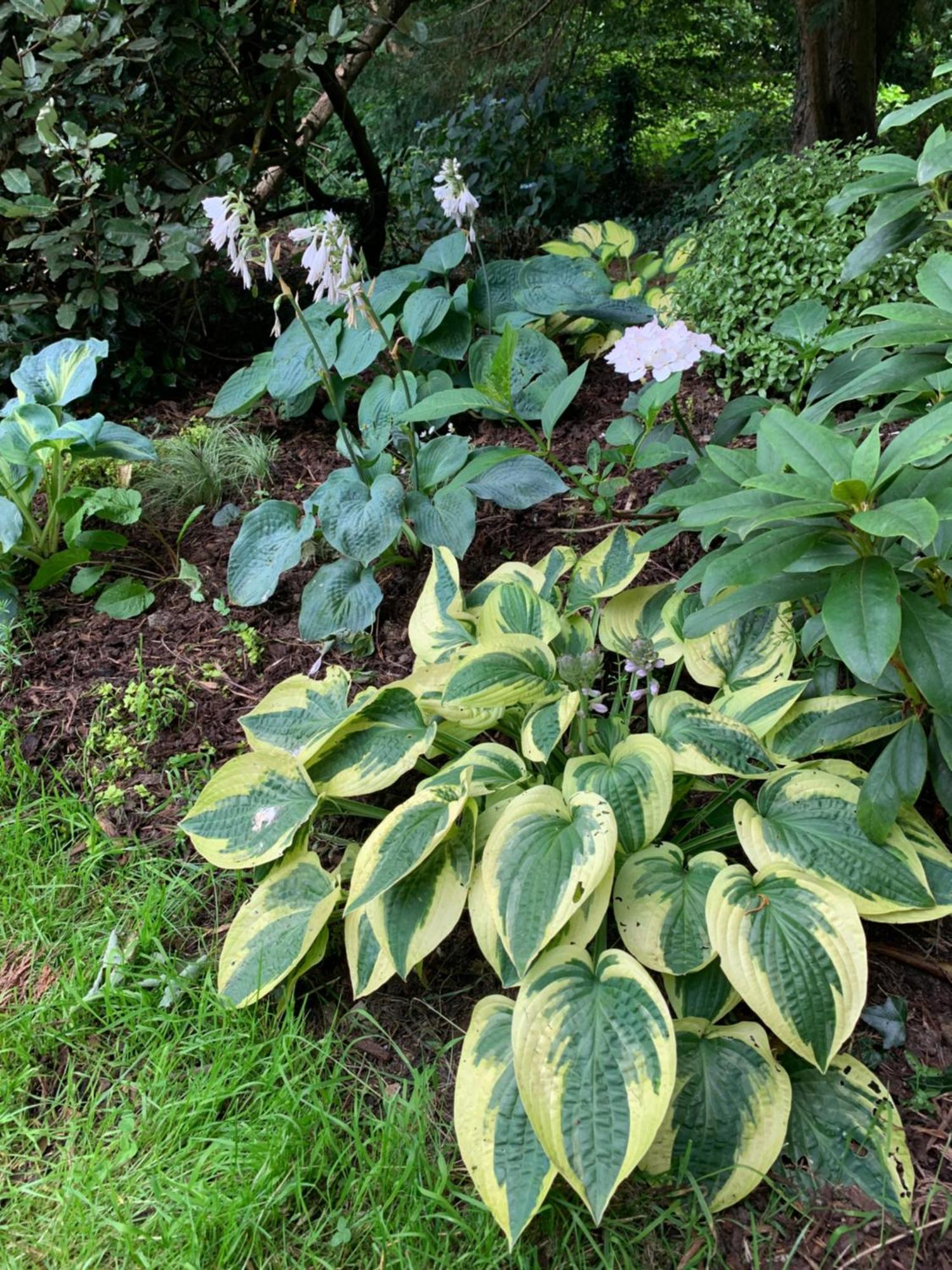 Clone Country House Aughrim Kültér fotó Hosta 'Batik'