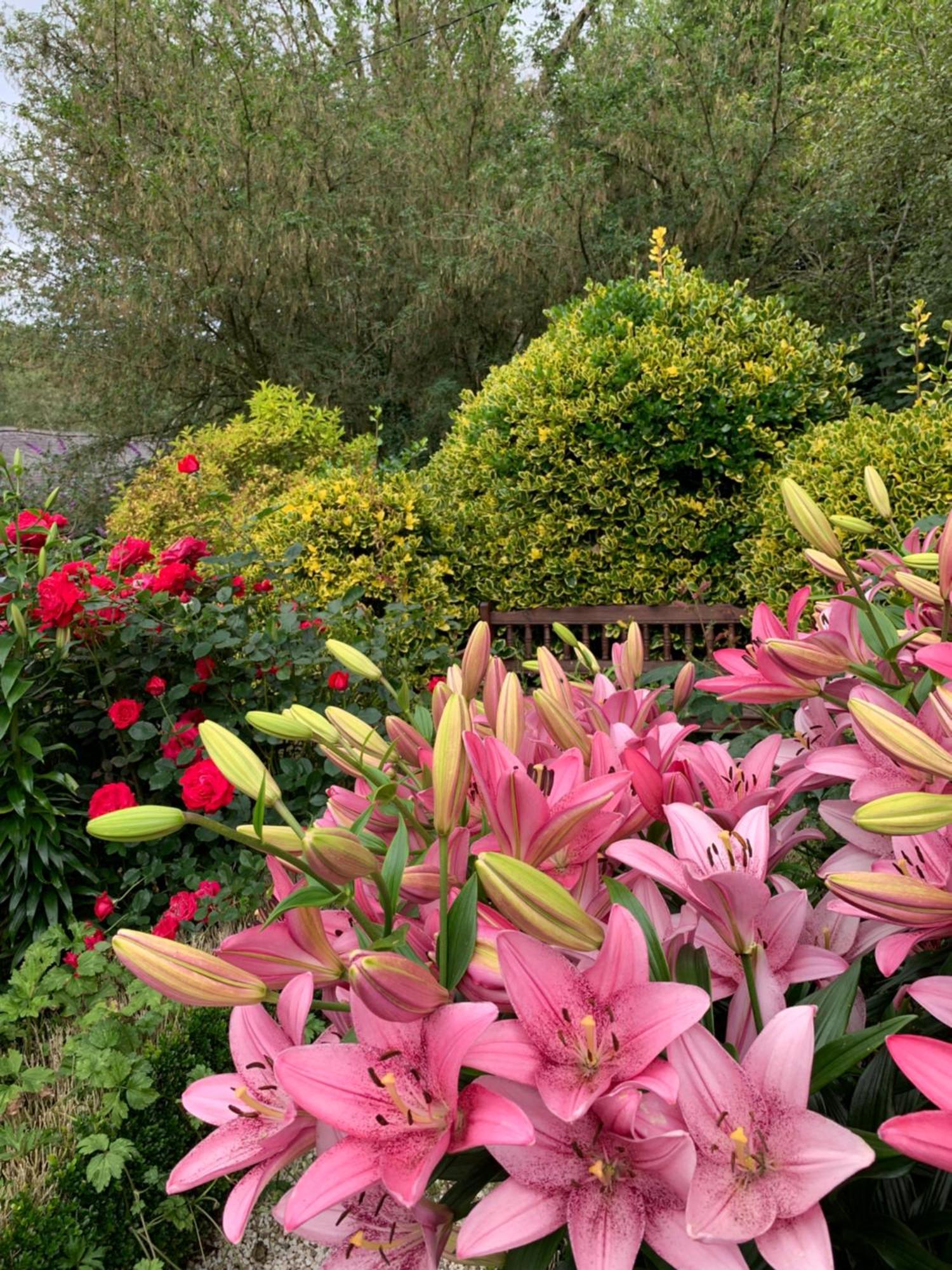 Clone Country House Aughrim Kültér fotó Lilium × hybridum