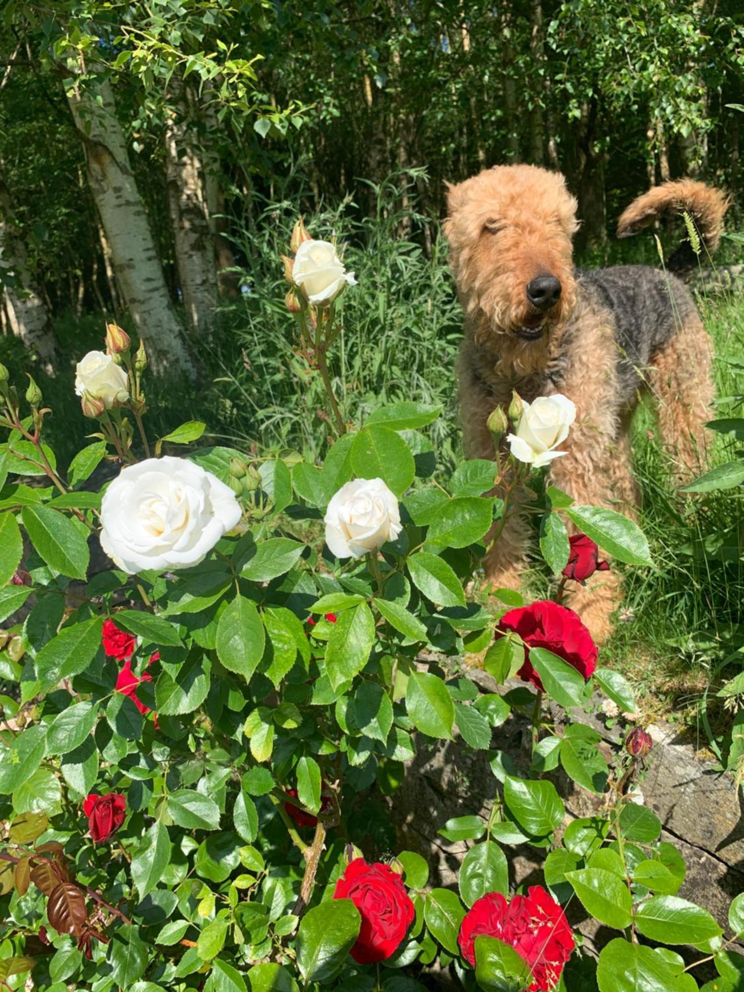 Clone Country House Aughrim Kültér fotó A dog in the rose garden