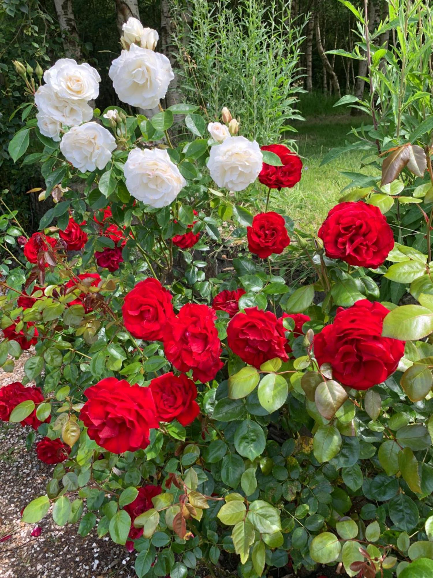 Clone Country House Aughrim Kültér fotó Rosa 'Ingrid Bergman'