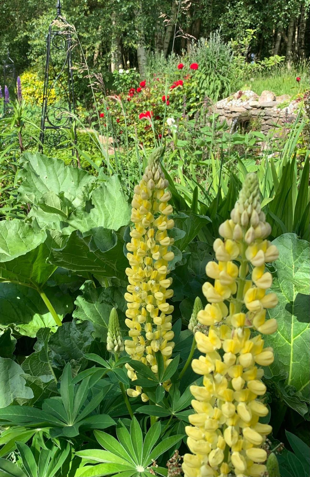 Clone Country House Aughrim Kültér fotó Lupinus golden tower